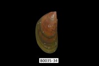 藏品(綠殼菜蛤)的圖片